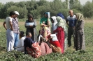 Обучающие тренинги по выращиванию клубник в РРП и Хатлонской области